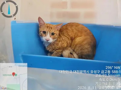 한국 고양이 - 고양이