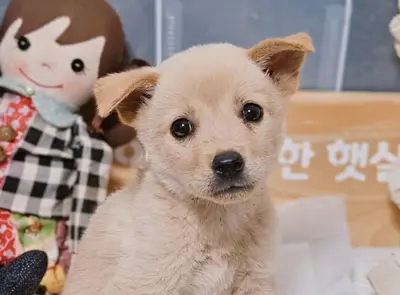믹스견 - 강아지