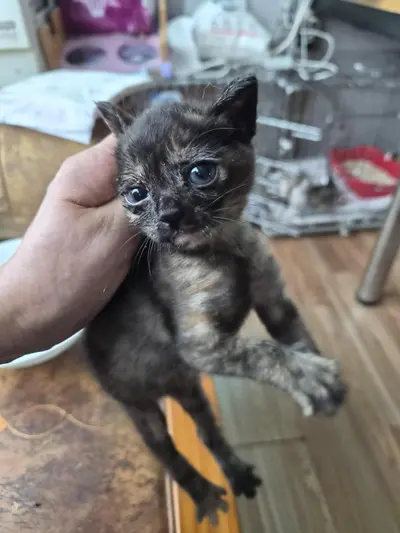한국 고양이 - 고양이