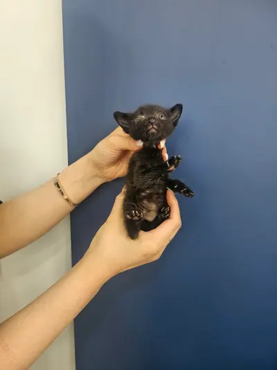 한국 고양이 - 고양이