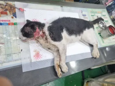 한국 고양이 - 고양이