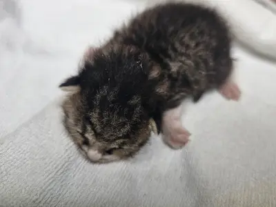 한국 고양이 - 고양이