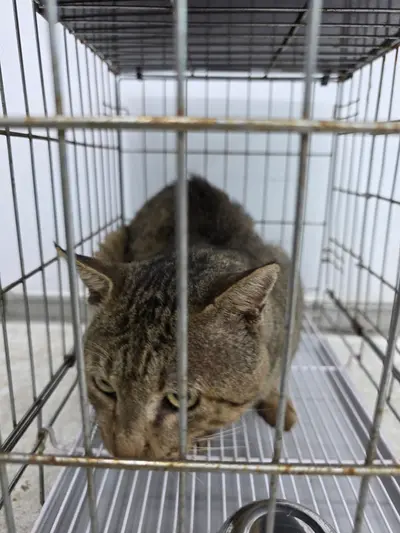 한국 고양이 - 고양이