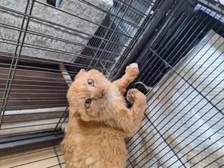 한국 고양이 - 고양이