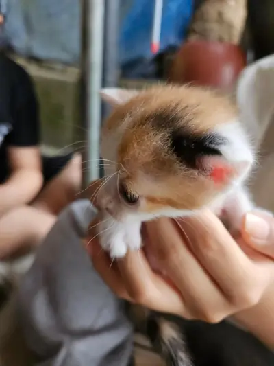 한국 고양이 - 고양이