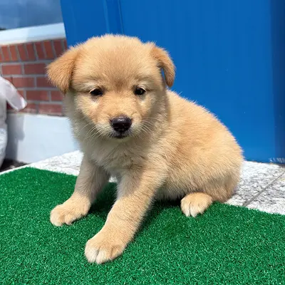믹스견 - 강아지