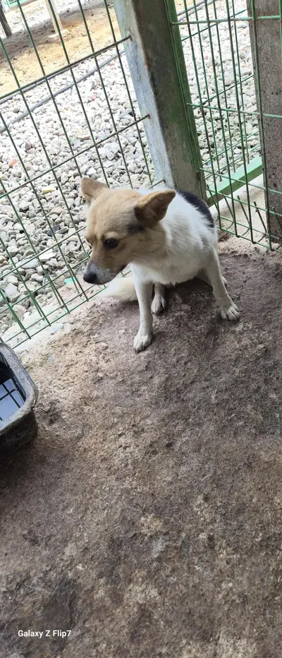 믹스견 - 강아지
