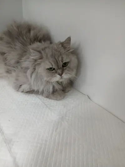 페르시안 - 고양이