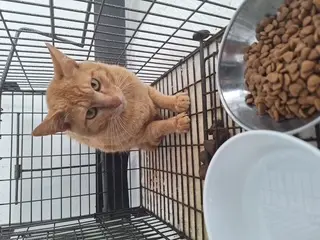 한국 고양이 - 고양이