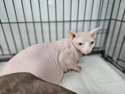 스핑크스 - 고양이