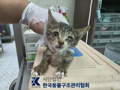한국 고양이 - 고양이
