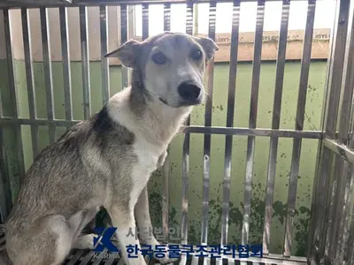 믹스견 - 강아지