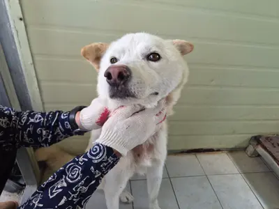 믹스견 - 강아지