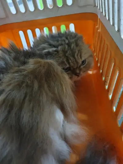 페르시안 - 고양이