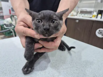 믹스묘 - 고양이