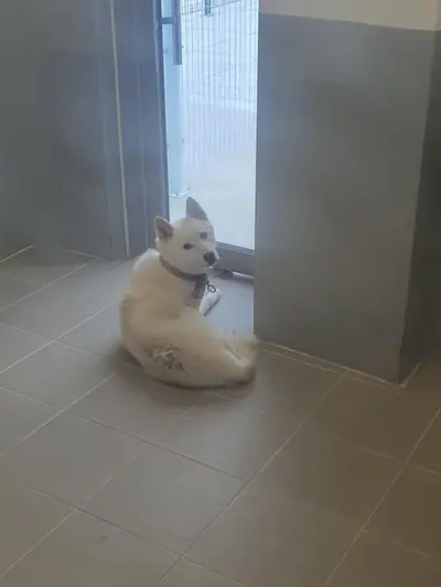 믹스견 - 강아지