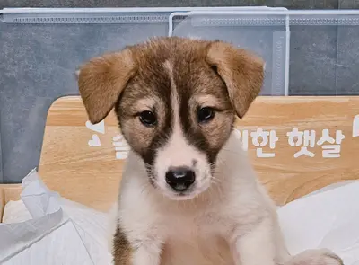 믹스견 - 강아지