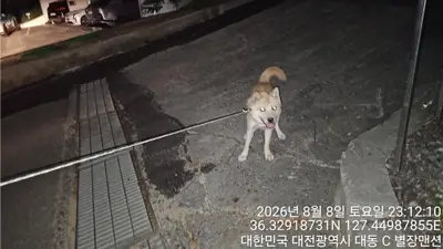 진도견 - 강아지