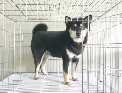시바 - 강아지