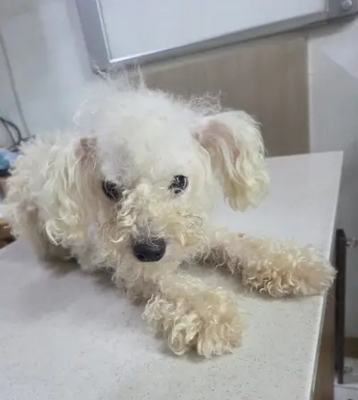 푸들 - 강아지