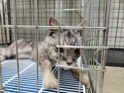 아메리칸 쇼트헤어 - 고양이