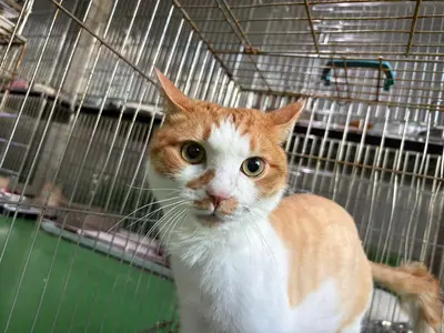 한국 고양이 - 고양이