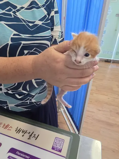 믹스묘 - 고양이