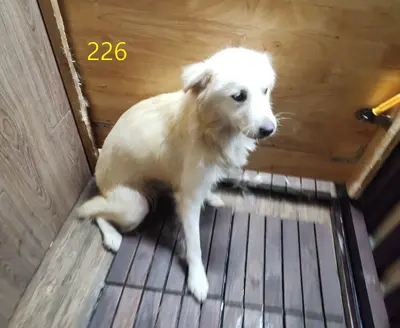 믹스견 - 강아지
