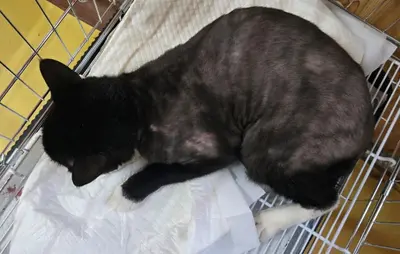 한국 고양이 - 고양이