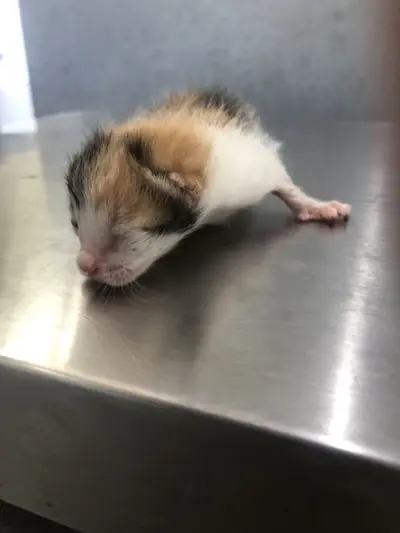 한국 고양이 - 고양이