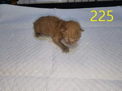 한국 고양이 - 고양이