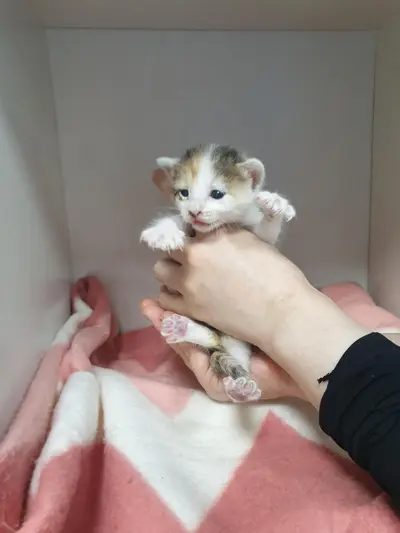 한국 고양이 - 고양이