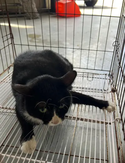 한국 고양이 - 고양이