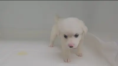 믹스견 - 강아지