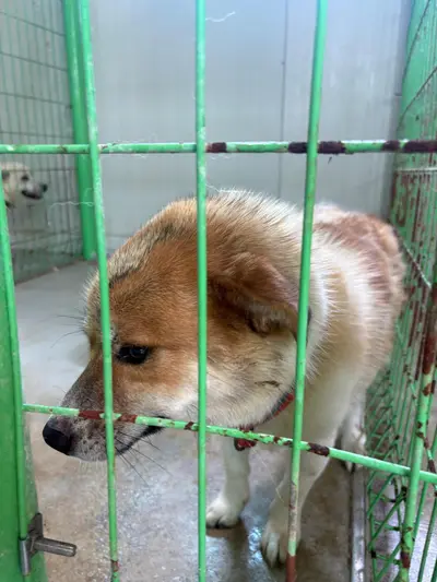 믹스견 - 강아지