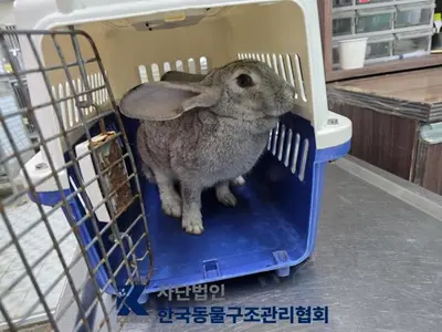 토끼 - 기타