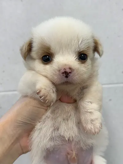 믹스견 - 강아지