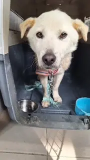 믹스견 - 강아지