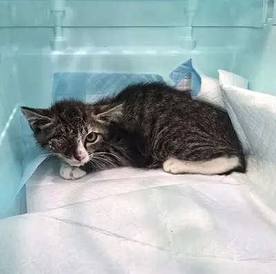 한국 고양이 - 고양이