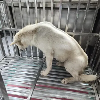 믹스견 - 강아지