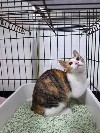 믹스묘 - 고양이