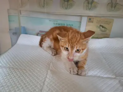 한국 고양이 - 고양이