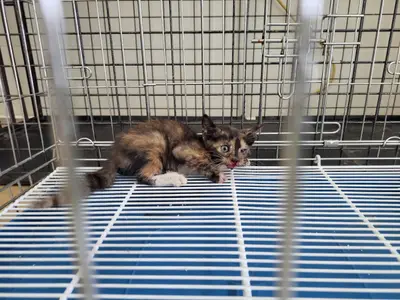 한국 고양이 - 고양이