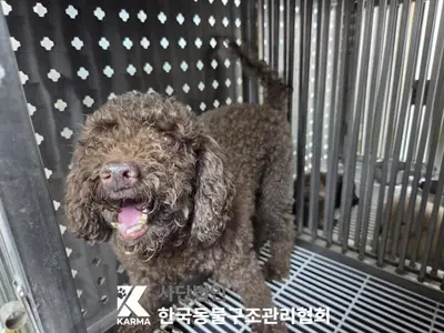 푸들 - 강아지