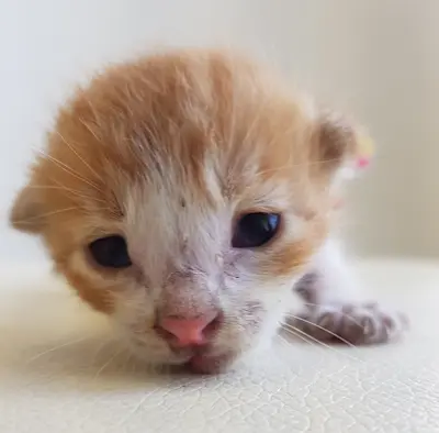 한국 고양이 - 고양이