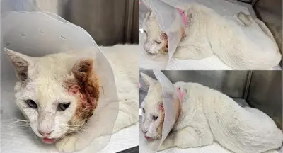 한국 고양이 - 고양이
