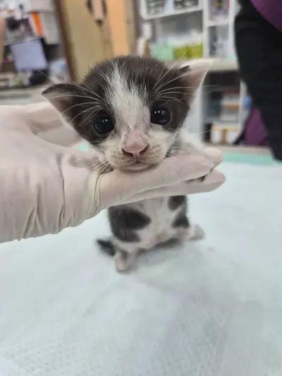 한국 고양이 - 고양이
