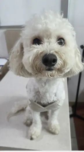 푸들 - 강아지