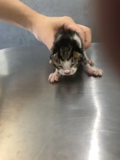 한국 고양이 - 고양이