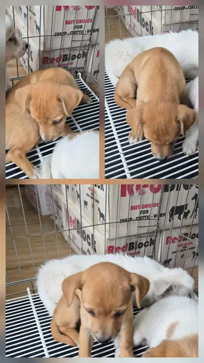 믹스견 - 강아지